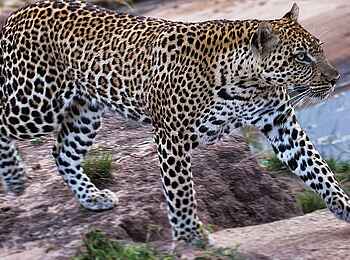 Serian Serengeti North: Leopard Serian Serengeti North: Leopard