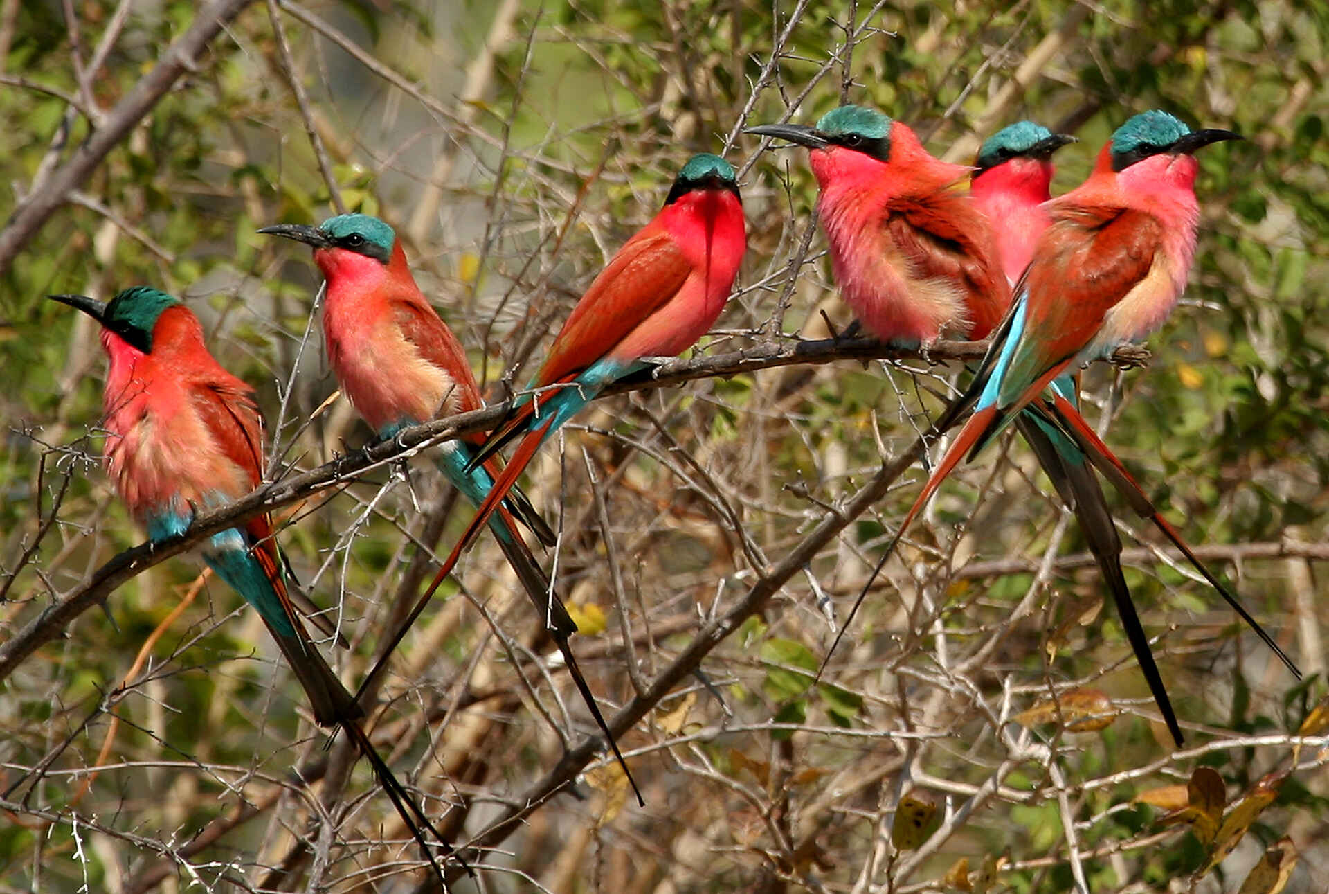 Shenton Carmine Bee Eater Hide: Ready to go