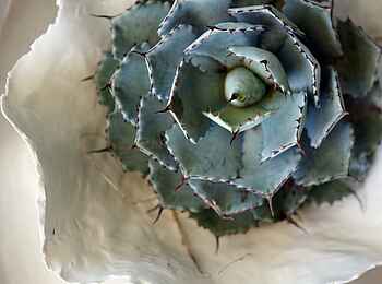 The Olive Exclusive: Etosha - Wüstenpflanze