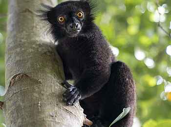 Time + Tide Tsara Komba: Ein neugieriger Mohrenmaki