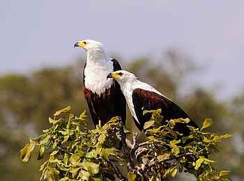 Tsowa Safari Island Lodge: Ein Schreiseeadler Pärchen