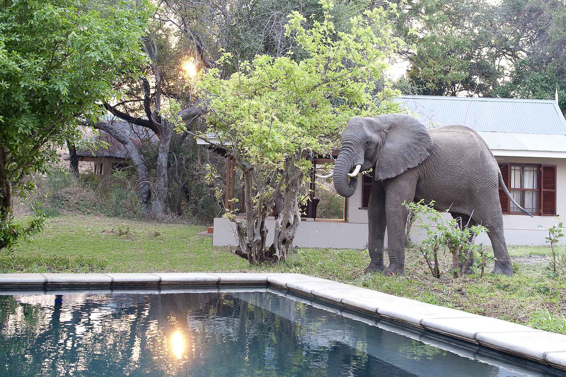 Baines River Camp: Elefant auf dem Gelände des Camp Baines, Baines River Camp, Luxury, Sambesi, Sambia, Zambezi, Elefant, Gästechalet, Swimming Pool, Afrikarma, Afrikarma Safaris, Afrikarma Safaris. Wildnis. Hautnah., Afrikarma.de