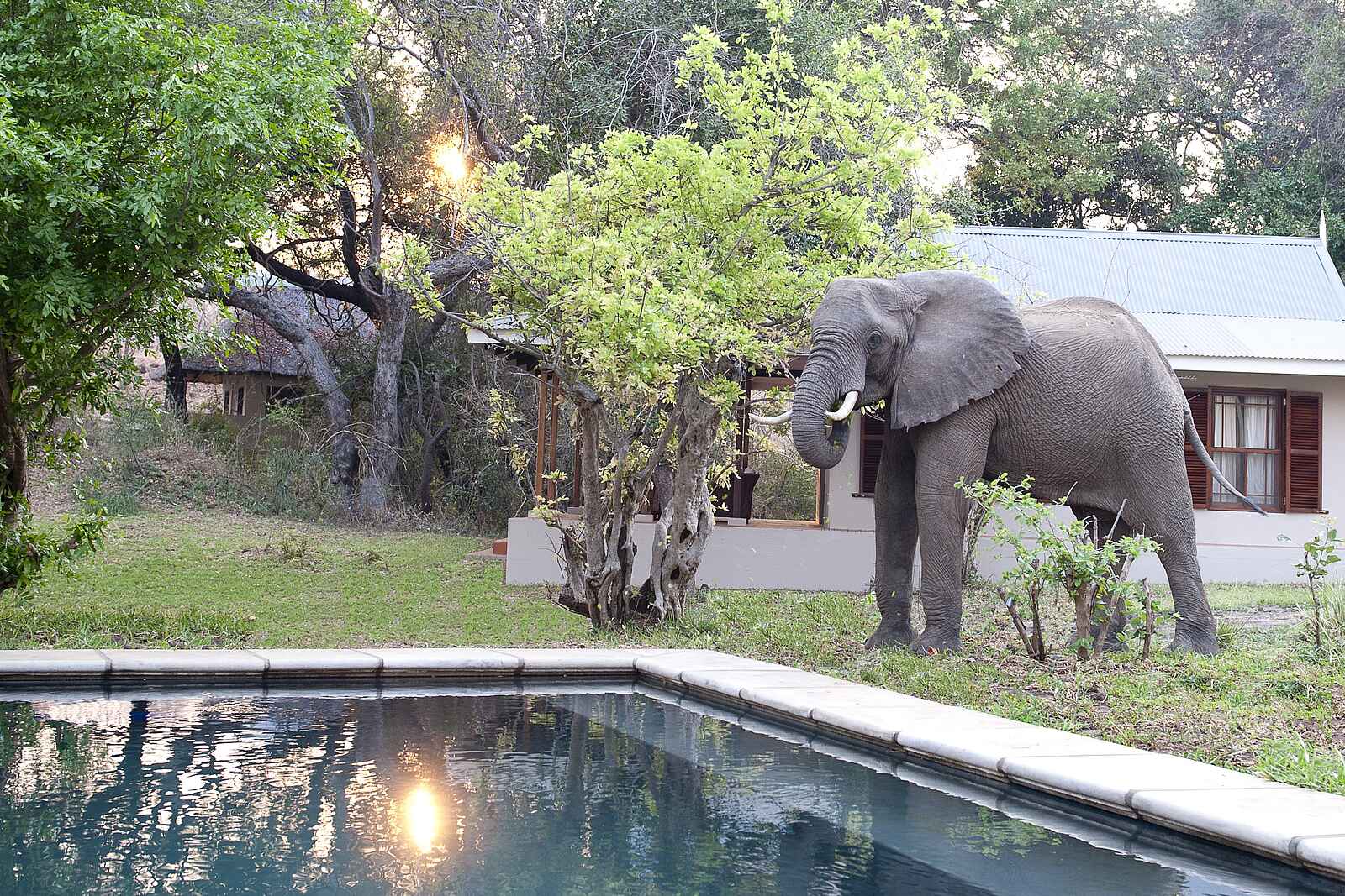 Baines River Camp: Elefant auf dem Gelände des Camp Baines River Camp: Elefant auf dem Gelände des Camp