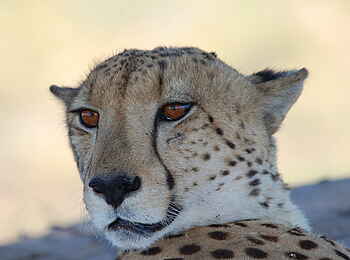 Bushman Plains Camp: Gepardenportrait Bushman Plains Camp: Gepardenportrait