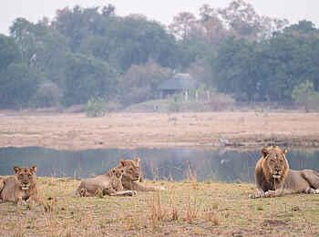 Chikwenya Camp: Löwen auf einem Damm im Flussbett