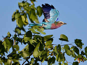 Chilo Ivory Trail Adventure: Gabelracke