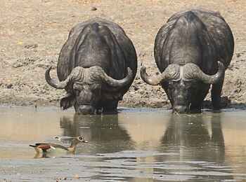 Chitake Tented Camp: Büffel und Nilgans