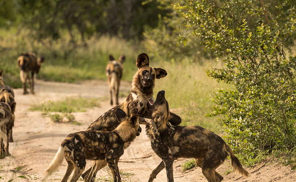 jacis sabi house, Krüger Nationalpark, Luxus Safari, SAbi Sands, Safari Lodge, Tiere und Aktivitäten, Afrikarma, Afrikarma Safaris, Afrikarma Safaris - Wildnis. Hautnah., Afrikarma.de