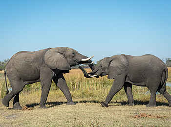 King's Pool Camp: Elefanten