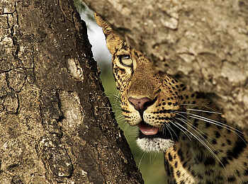 Londolozi Varty Camp: Leopard auf der Pirsch