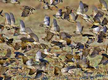 Mapazi Camp: Queleaschwarm