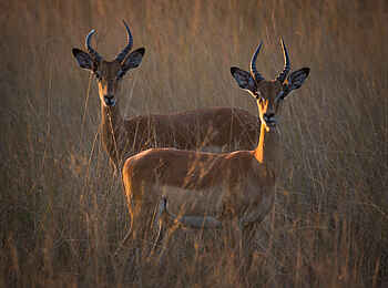 Ntemwa Busanga Bushcamp: Impalas