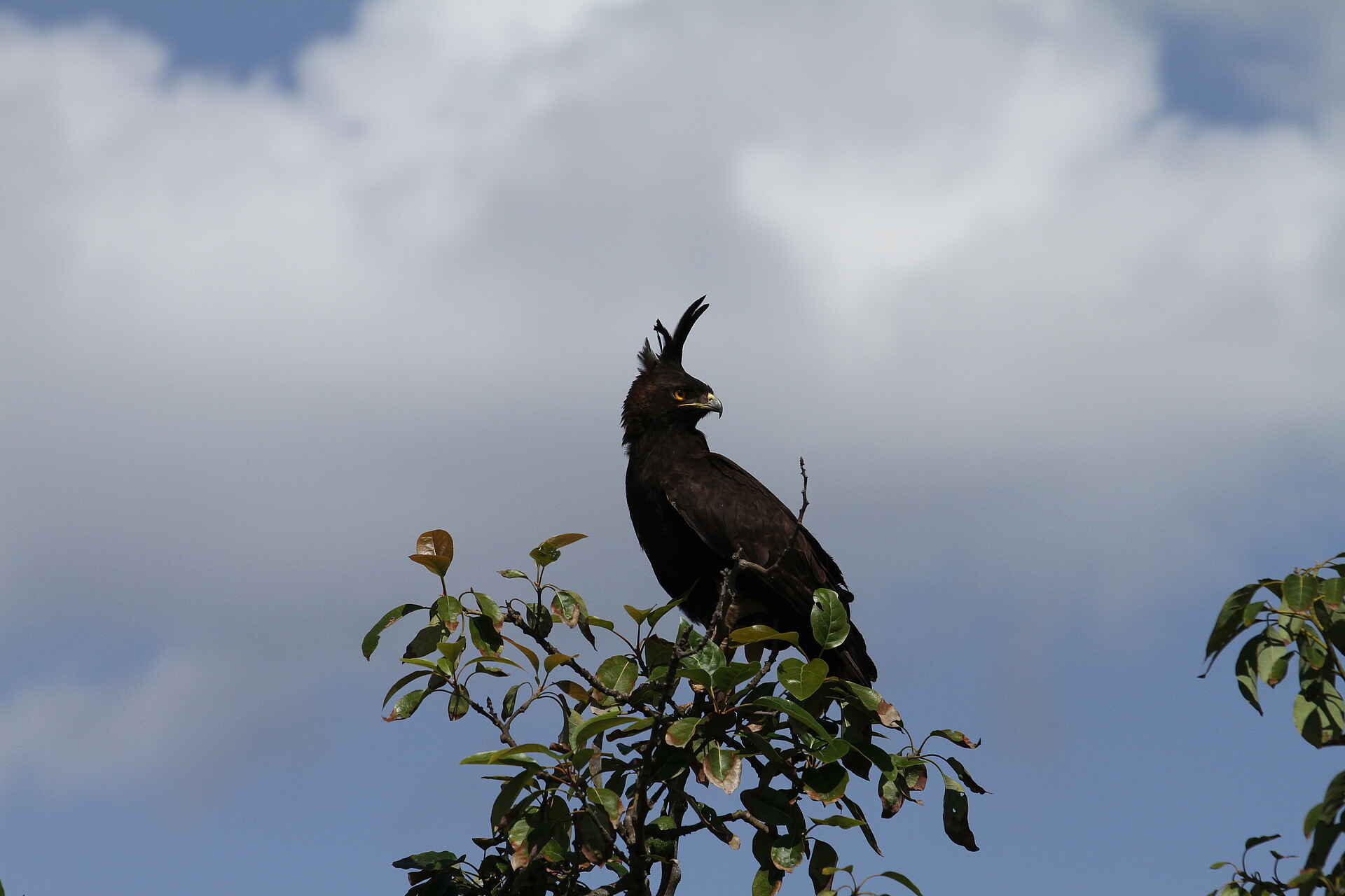 African Parks, Afrika, Akagera Nationalpark, Ruanda, Ruzizi Lodge, Ruzizi Tented Lodge, Rwanda, Safari, Wildlife, Afrikarma, Afrikarma Safaris, Afrikarma Safaris - Wildnis. Hautnah., Afrikarma.de