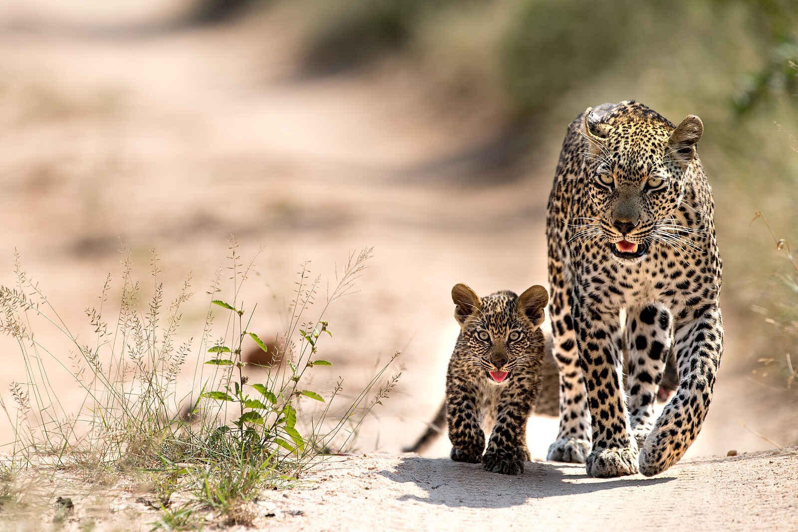 Singita Ebony Lodge: Leoparden auf der Pirsch Singita Ebony Lodge: Leoparden auf der Pirsch