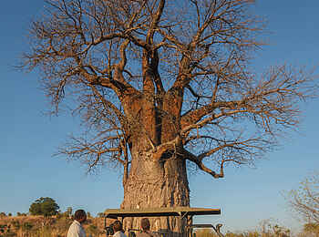 Belmond Savute Elephant Lodge: Sundowner unterm Baobab