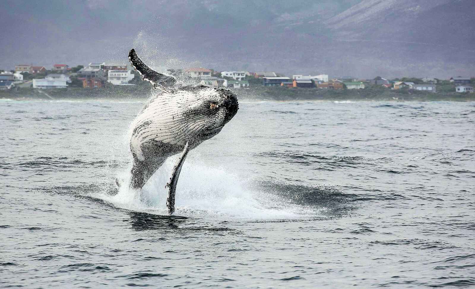 Birkenhead House: Ein Wal springt aus dem Wasser Birkenhead House: Ein Wal springt aus dem Wasser
