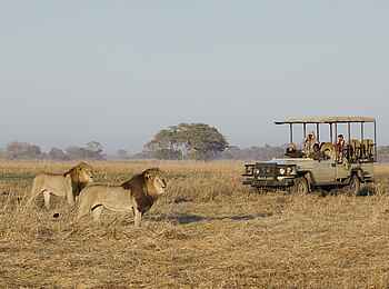 Busanga Bush Camp: Auge in Auge mit den Löwen Busanga Bush Camp: Auge in Auge mit den Löwen