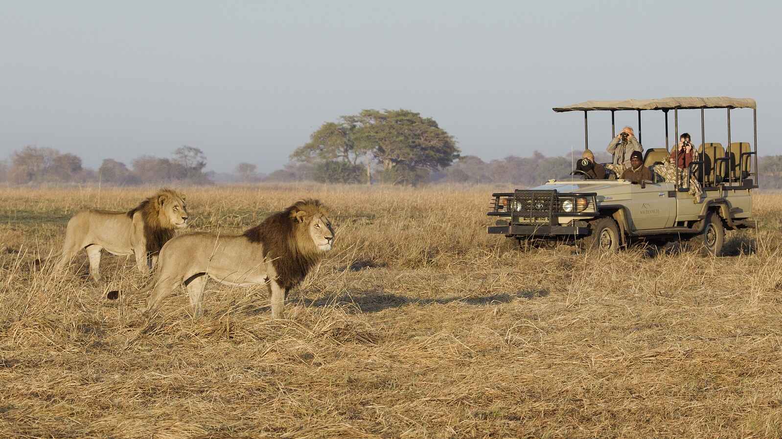 Busanga Bush Camp: Auge in Auge mit den Löwen Busanga Bush Camp: Auge in Auge mit den Löwen