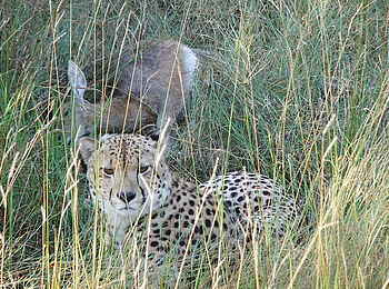 Camelthorn Lodge: Gepard neben seiner Beute Camelthorn Lodge: Gepard neben seiner Beute