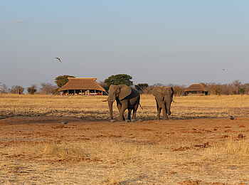 Camp Hwange: Elefanten vor dem Camp