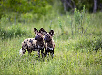 Duke´s East: Wildhunde Duke´s East: Wildhunde
