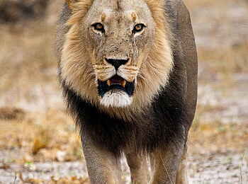 Duma Tau Camp: Löwe Duma Tau Camp: Löwe