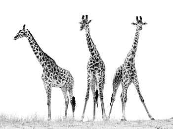 Entim Private Wing Camp: Giraffen Entim Private Wing Camp: Giraffen