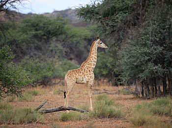 Gmundner Lodge: Eine Giraffe Gmundner Lodge: Eine Giraffe