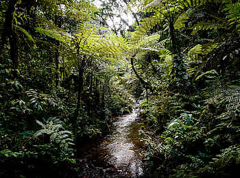 Gorilla Forest Lodge: Dichter Regenwald Gorilla Forest Lodge: Dichter Regenwald