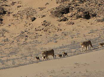 Hoanib Skeleton Coast Camp: Löwinnen mit Jungen Hoanib Skeleton Coast Camp: Löwinnen mit Jungen