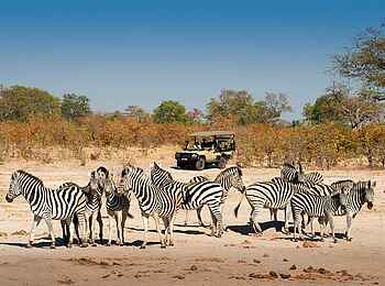 Khwai Lediba: Zebras Khwai Lediba: Zebras