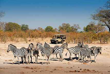 Khwai Lediba: Zebras