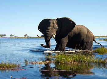 Linyanti Tented Camp: Elefant im Wasser