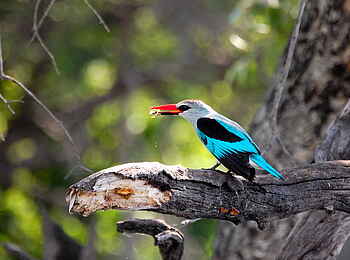 Muchenje Safari Lodge: Senegalliest