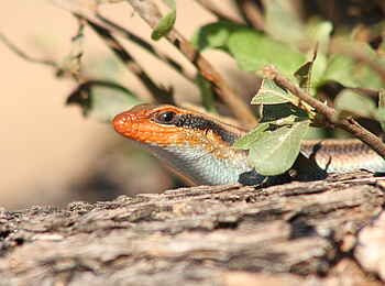 Mukambi Fig Tree Bush Camp: Eine Eidechse