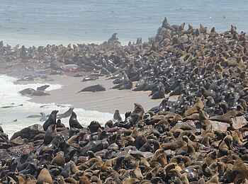 Namib Guesthouse: Seelöwen an Cape Cross Namib Guesthouse: Seelöwen an Cape Cross