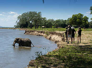 Nyamatusi Mahogany: Walking Safari - Elefantenbad