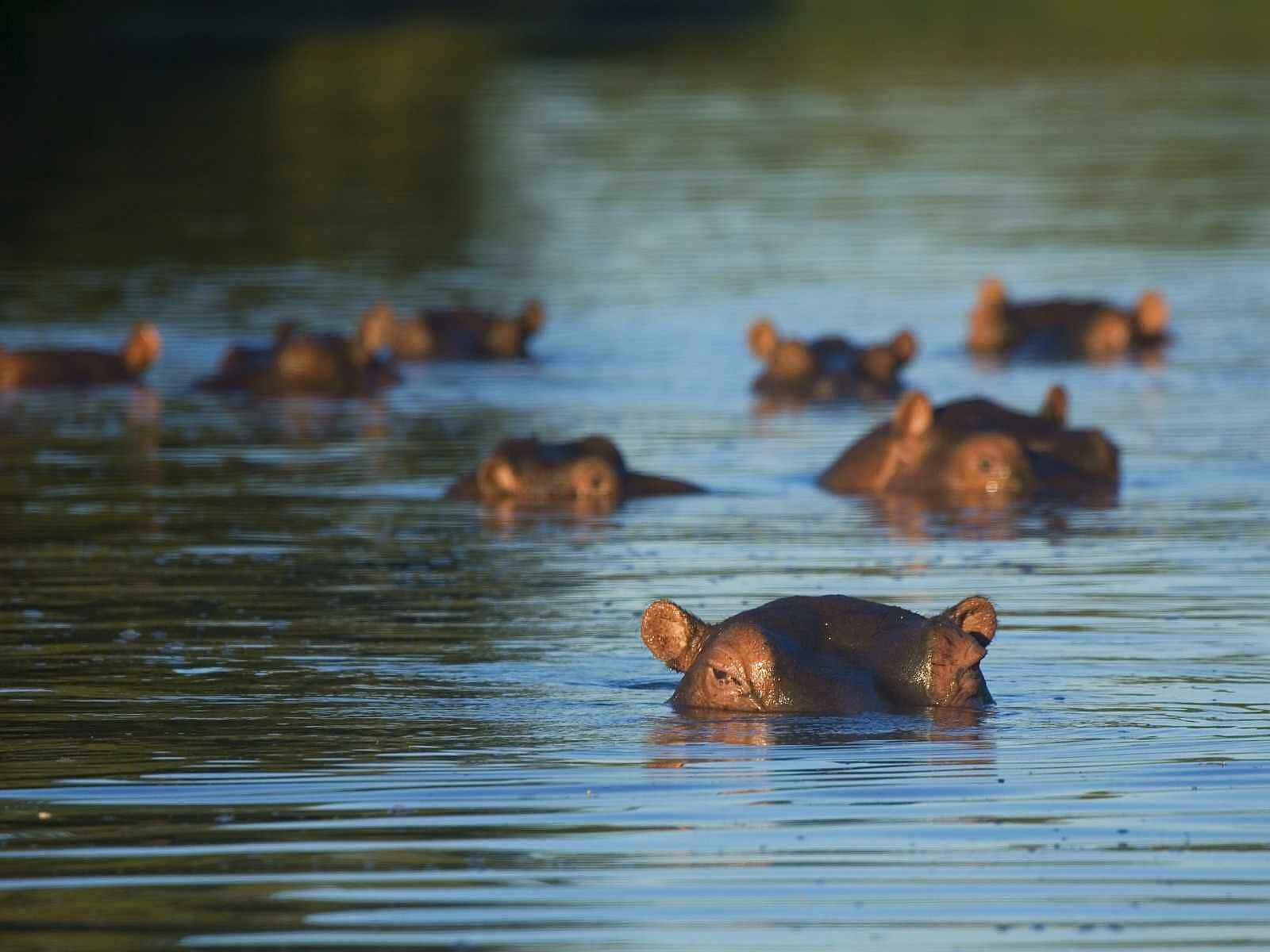 Pafuri Camp: Flusspferde Luvuvhu River Pafuri Camp: Flusspferde Luvuvhu River