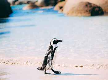 POD Camps Bay Boutique Hotel: Pinguin am Strand