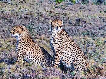 Porini Rhino Camp: Geparden