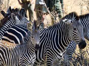 Robin Pope Safaris: Zebrabegegnung
