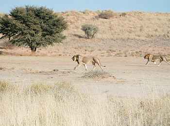 Rooiputs Lodge: Löwen