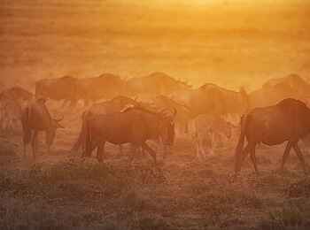 Serian Serengeti Mobile Camp: Gnus im Sonnenuntergang