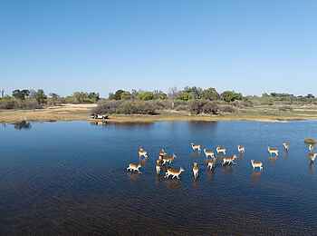 Shinde Footsteps: Lechwe Antilopen Shinde Footsteps: Lechwe Antilopen