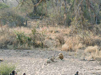 Thornybush Game Lodge: Eine Pirschfahrt Thornybush Game Lodge: Eine Pirschfahrt