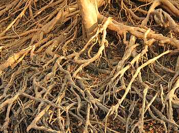 Waterberry Lodge: Wurzeln des Waterberry-Tree