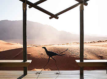 Wolwedans Desert Lodge: Ein Besucher Wolwedans Desert Lodge: Ein Besucher