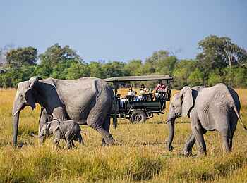 Zarafa Camp: Elefanten Begegnung bei einer Pirschfahrt Zarafa Camp: Elefanten Begegnung bei einer Pirschfahrt