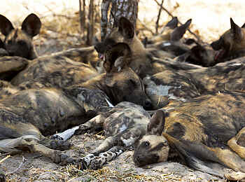 Zarafa Camp: Wildhunde