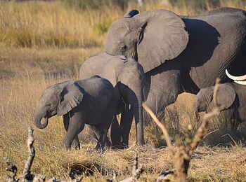 Bushman Plains Camp: Elefantenfamilie Bushman Plains Camp: Elefantenfamilie